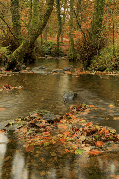 Autumn Reflections Picture Board by David Tinsley