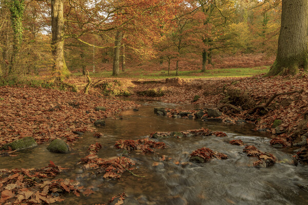 Autumn Brook Picture Board by David Tinsley