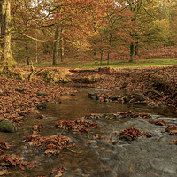 Buy canvas prints of Autumn Brook by David Tinsley