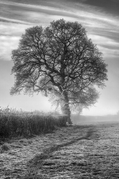 Misty Morning Oak Picture Board by David Tinsley