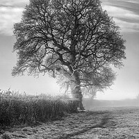 Buy canvas prints of Misty Morning Oak by David Tinsley