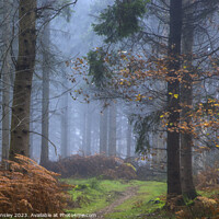 Buy canvas prints of Misty Woodland Path by David Tinsley