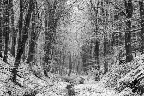 Winter Woodland No1 Picture Board by David Tinsley