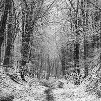 Buy canvas prints of Winter Woodland No1 by David Tinsley