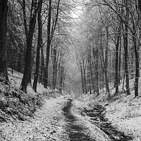 Buy canvas prints of Winter Woodland Walk No2 by David Tinsley