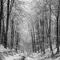 Buy canvas prints of Winter Woodland Panorama by David Tinsley
