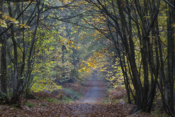 Misty Autumn Footpath Picture Board by David Tinsley
