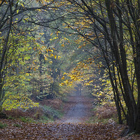 Buy canvas prints of Misty Autumn Footpath by David Tinsley