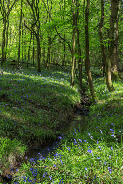 Bluebells by the stream Picture Board by David Tinsley