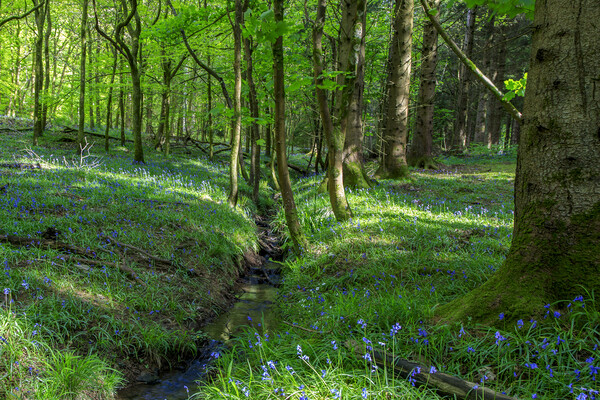 Bluebells by the stream Picture Board by David Tinsley