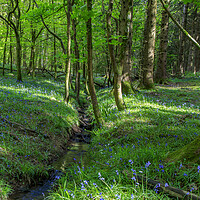 Buy canvas prints of Bluebells by the stream by David Tinsley