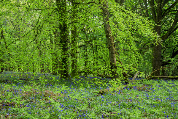 Beech Wood Bluebells  Picture Board by David Tinsley