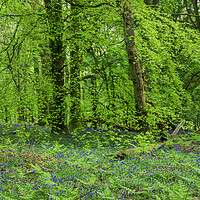 Buy canvas prints of Beech Wood Bluebells  by David Tinsley