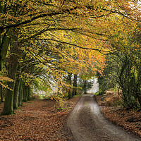 Buy canvas prints of Late Autumn Colours by David Tinsley
