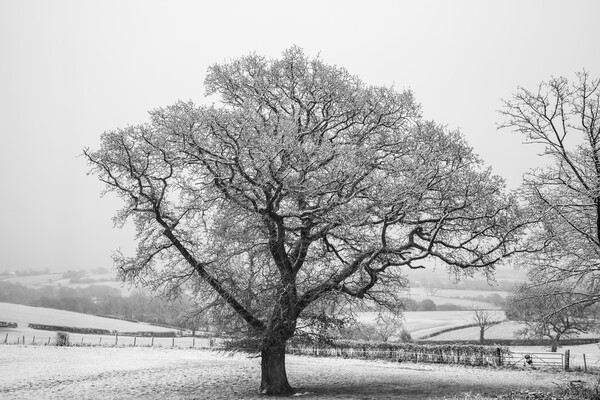 Winter Oak Picture Board by David Tinsley