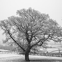 Buy canvas prints of Winter Oak by David Tinsley