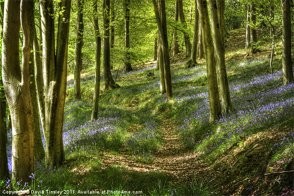 Bluebells and Beech Picture Board by David Tinsley
