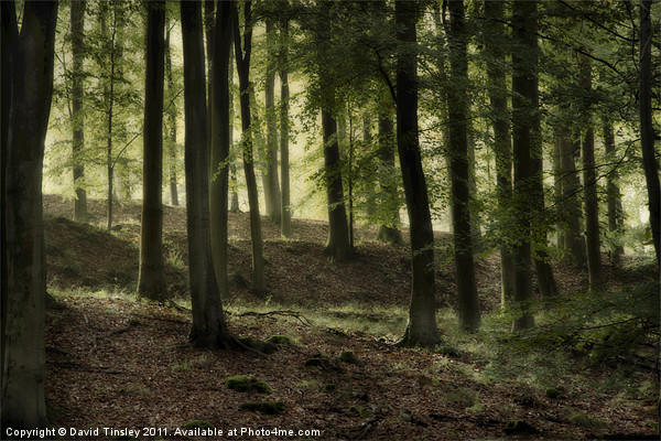 Misty Beech Woods Picture Board by David Tinsley