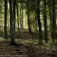 Buy canvas prints of Misty Beech Woods by David Tinsley