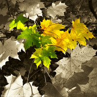 Buy canvas prints of Sycamore Leaves by David Tinsley