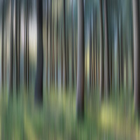 Buy canvas prints of Spruce Woods by David Tinsley
