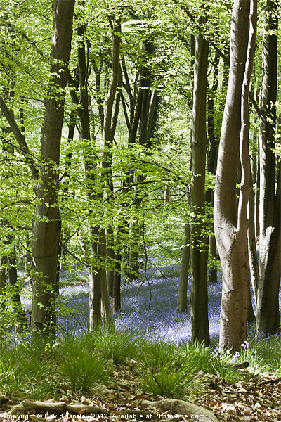Bluebells Picture Board by David Tinsley