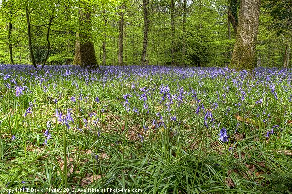 Bluebells Picture Board by David Tinsley
