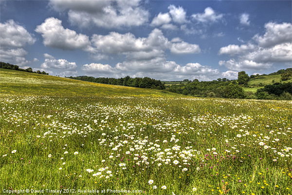 Summer Meadow Picture Board by David Tinsley