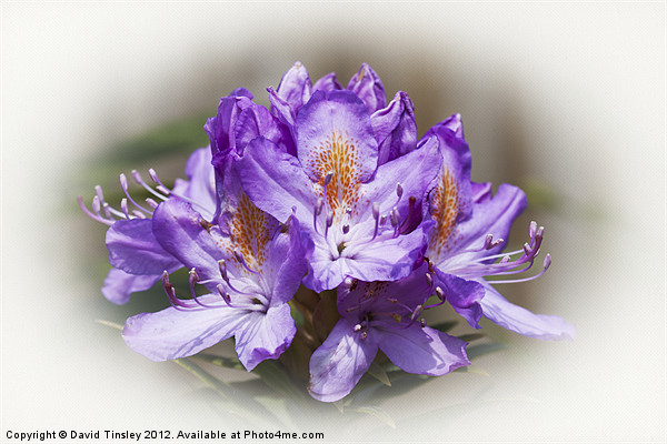 Rhododendron Bloom Picture Board by David Tinsley
