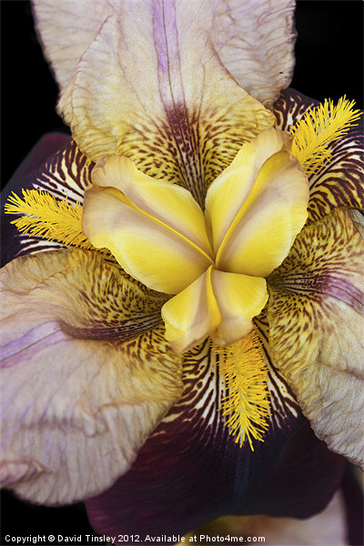 Bearded Iris Picture Board by David Tinsley