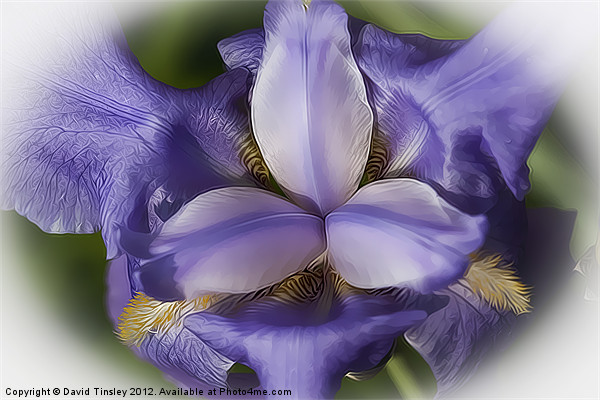Blue Iris Stylised Picture Board by David Tinsley