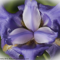 Buy canvas prints of Blue Iris Stylised by David Tinsley