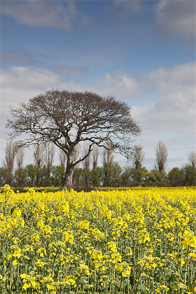 Rapeseed Field Picture Board by David Tinsley