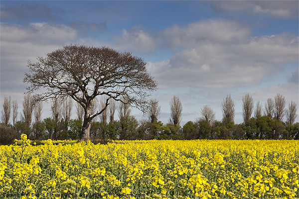 Yellow Rapeseed Fields Picture Board by David Tinsley