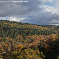 Buy canvas prints of Autumn Forest by David Tinsley
