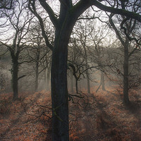 Buy canvas prints of Highlighted Oaks by David Tinsley