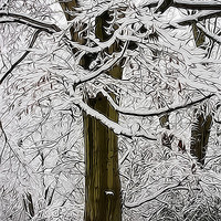 Buy canvas prints of Snowy Beech Abstract by David Tinsley