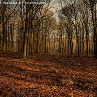Buy canvas prints of Winter Beech Woods by David Tinsley