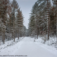 Buy canvas prints of Winter Spruce by David Tinsley