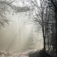 Buy canvas prints of Misty Forest Sunrise by David Tinsley