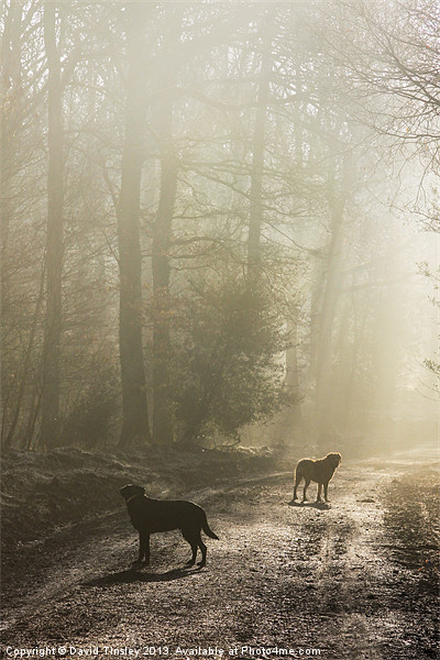 Misty Woodland Walk Picture Board by David Tinsley