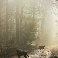 Buy canvas prints of Misty Woodland Walk by David Tinsley