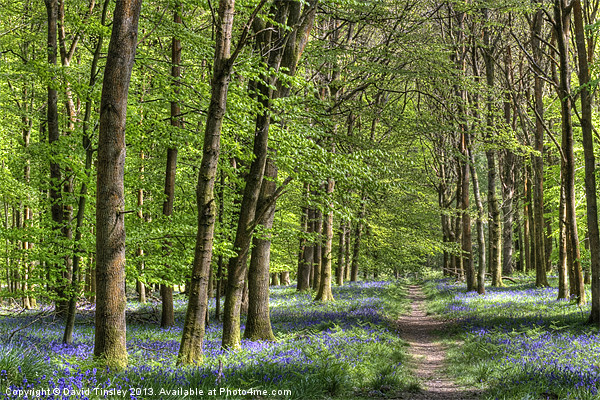Bluebell Woodland Walk Picture Board by David Tinsley