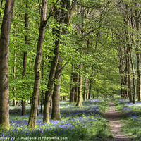 Buy canvas prints of Bluebell Woodland Walk by David Tinsley