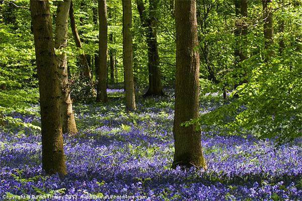 Bluebell Woods Picture Board by David Tinsley