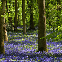 Buy canvas prints of Bluebell Woods by David Tinsley