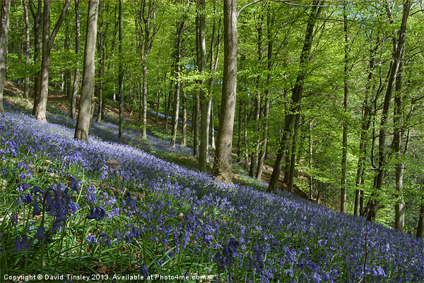 Bluebell Hill Picture Board by David Tinsley
