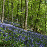 Buy canvas prints of Bluebell Hill by David Tinsley