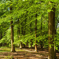 Buy canvas prints of Spring Beech by David Tinsley