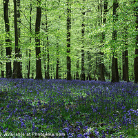 Buy canvas prints of Bluebell Panorama by David Tinsley